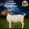 1X BOER GOAT FLOCK DOE Bezuidenhout Boer Goat Stud