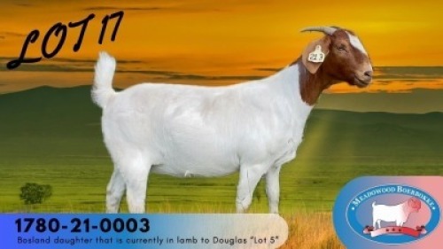 1X BOER GOAT FLOCK PREGNANT DOE Meadowood Boerbokke