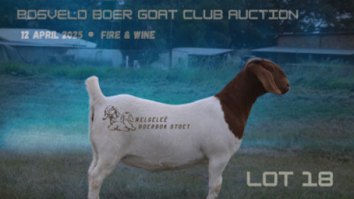 1X BOER GOAT FLOCK ON COLOUR DOE Welgelee Boer Goat Stud
