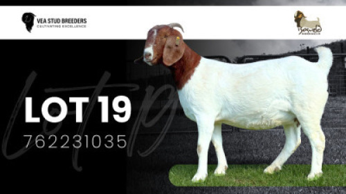 1X BOER GOAT FLOCK DOE VEA Stud Breeders