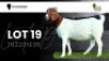 1X BOER GOAT FLOCK DOE VEA Stud Breeders