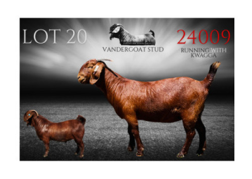 1X KALAHARI RED FLOCK PREGNANT DOE Vandergoat Stud