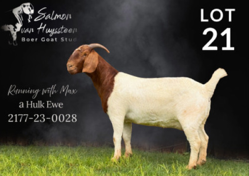 1X BOER GOAT FLOCK ON TEAT PREGNANT DOE Salmon van Huyssteen Boer Goat Stud