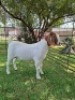 1X BOER GOAT FLOCK DOE Pilanesberg Stoet