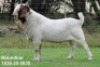 1X BOER GOAT FLOCK DOE Pilanesberg Stoet - 4