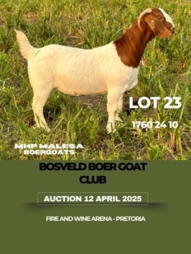 1X BOER GOAT FLOCK DOE MHP Malesa boergoat