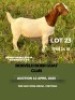 1X BOER GOAT FLOCK DOE MHP Malesa boergoat