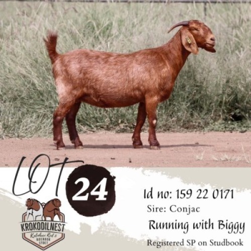 1X KALAHARI RED FLOCK ON COLOUR PREGNANT DOE Krokodilnest Kalahari Red Stud