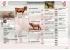 1X KALAHARI RED FLOCK ON COLOUR PREGNANT DOE Krokodilnest Kalahari Red Stud - 2