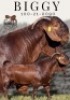 1X KALAHARI RED FLOCK ON COLOUR PREGNANT DOE Krokodilnest Kalahari Red Stud - 3
