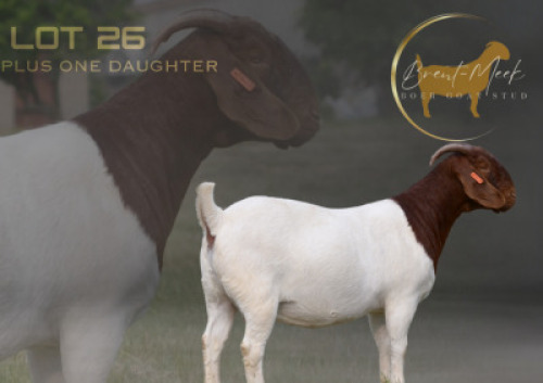 1X BOER GOAT STUD PREGNANT DOE Brent-Meek Boer Goat Stud