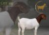 1X BOER GOAT STUD PREGNANT DOE Brent-Meek Boer Goat Stud