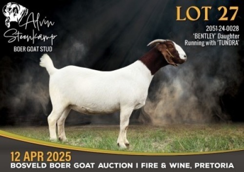 1X BOER GOAT STUD PREGNANT DOE Alvin Steenkamp Boer Goat stud