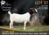 1X BOER GOAT STUD PREGNANT DOE Alvin Steenkamp Boer Goat stud