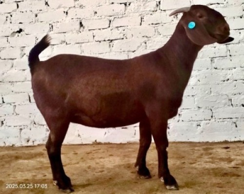 1X KALAHARI RED STUD DOE Dhidejak