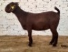 1X KALAHARI RED STUD DOE Dhidejak - 2