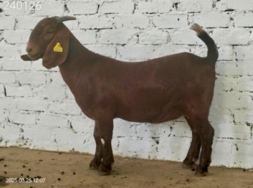 1X KALAHARI RED STUD DOE Dhidejak