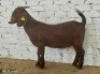 1X KALAHARI RED STUD DOE Dhidejak