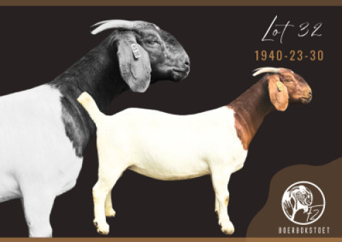 1X BOER GOAT STUD PREGNANT DOE F2 Boerbokstoet