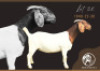 1X BOER GOAT STUD PREGNANT DOE F2 Boerbokstoet
