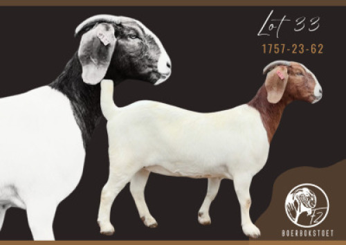 1X BOER GOAT STUD DOE F2 Boerbokstoet