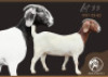 1X BOER GOAT STUD DOE F2 Boerbokstoet
