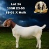 1X BOER GOAT STUD DOE Bezuidenhout Boer Goat Stud
