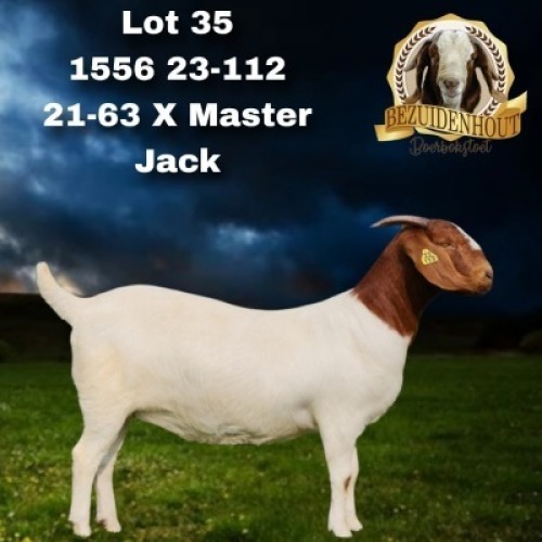 1X BOER GOAT STUD DOE Bezuidenhout Boer Goat Stud
