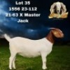 1X BOER GOAT STUD DOE Bezuidenhout Boer Goat Stud