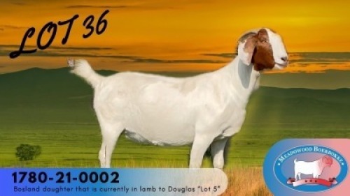 1X BOER GOAT FLOCK PREGNANT DOE Meadowood Boerbokke