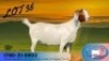1X BOER GOAT FLOCK PREGNANT DOE Meadowood Boerbokke