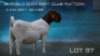 1X BOER GOAT FLOCK PREGNANT DOE Welgelee Boer Goat Stud