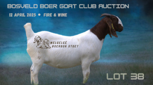 WITHDRAWN - 1X BOER GOAT DOE Welgelee Boer Goat Stud