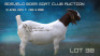 WITHDRAWN - 1X BOER GOAT DOE Welgelee Boer Goat Stud