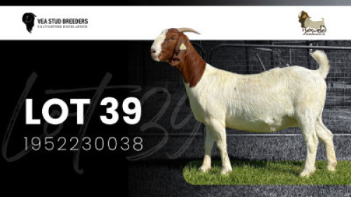 1X BOER GOAT STUD DOE VEA Stud Breeders