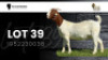 1X BOER GOAT STUD DOE VEA Stud Breeders