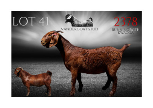 WITHDRAWN - 1X KALAHARI RED DOE Vandergoat Stud