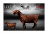WITHDRAWN - 1X KALAHARI RED DOE Vandergoat Stud