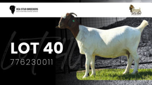 WITHDRAWN - 1X BOER GOAT DOE VEA Stud Breeders