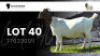 WITHDRAWN - 1X BOER GOAT DOE VEA Stud Breeders