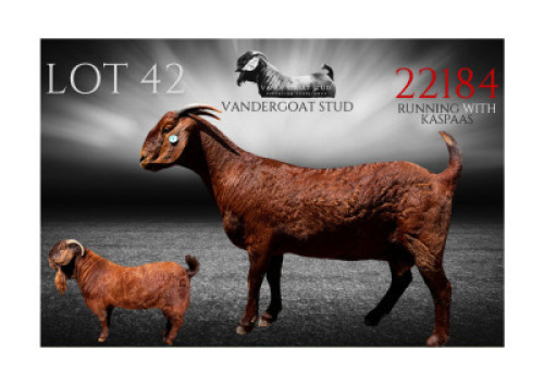 1X KALAHARI RED STUD PREGNANT DOE Vandergoat Stud