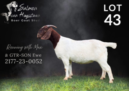 1X BOER GOAT STUD PREGNANT DOE Salmon van Huyssteen Boer Goat Stud