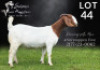 1X BOER GOAT STUD PREGNANT DOE Salmon van Huyssteen Boer Goat Stud