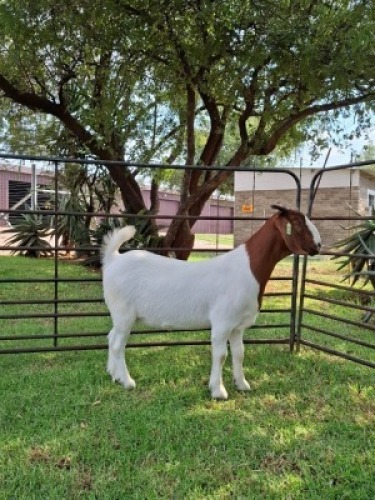 1X BOER GOAT FLOCK PREGNANT DOE Pilanesberg Stoet