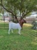 1X BOER GOAT FLOCK DOE Pilanesberg Stoet