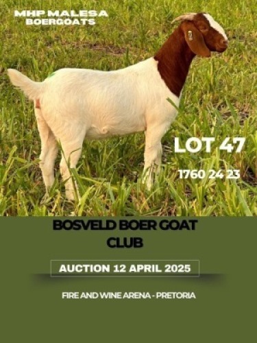 WITHDRAWN - 1X BOER GOAT DOE MHP Malesa boergoat