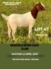 WITHDRAWN - 1X BOER GOAT DOE MHP Malesa boergoat