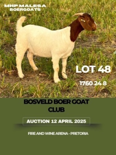 1X BOER GOAT FLOCK ON TEAT DOE MHP Malesa boergoat
