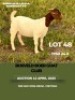 1X BOER GOAT FLOCK ON TEAT DOE MHP Malesa boergoat