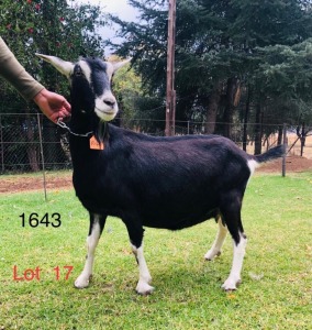 1 X BRITISH ALPINE EWE/OOI GELUKSFONTEIN